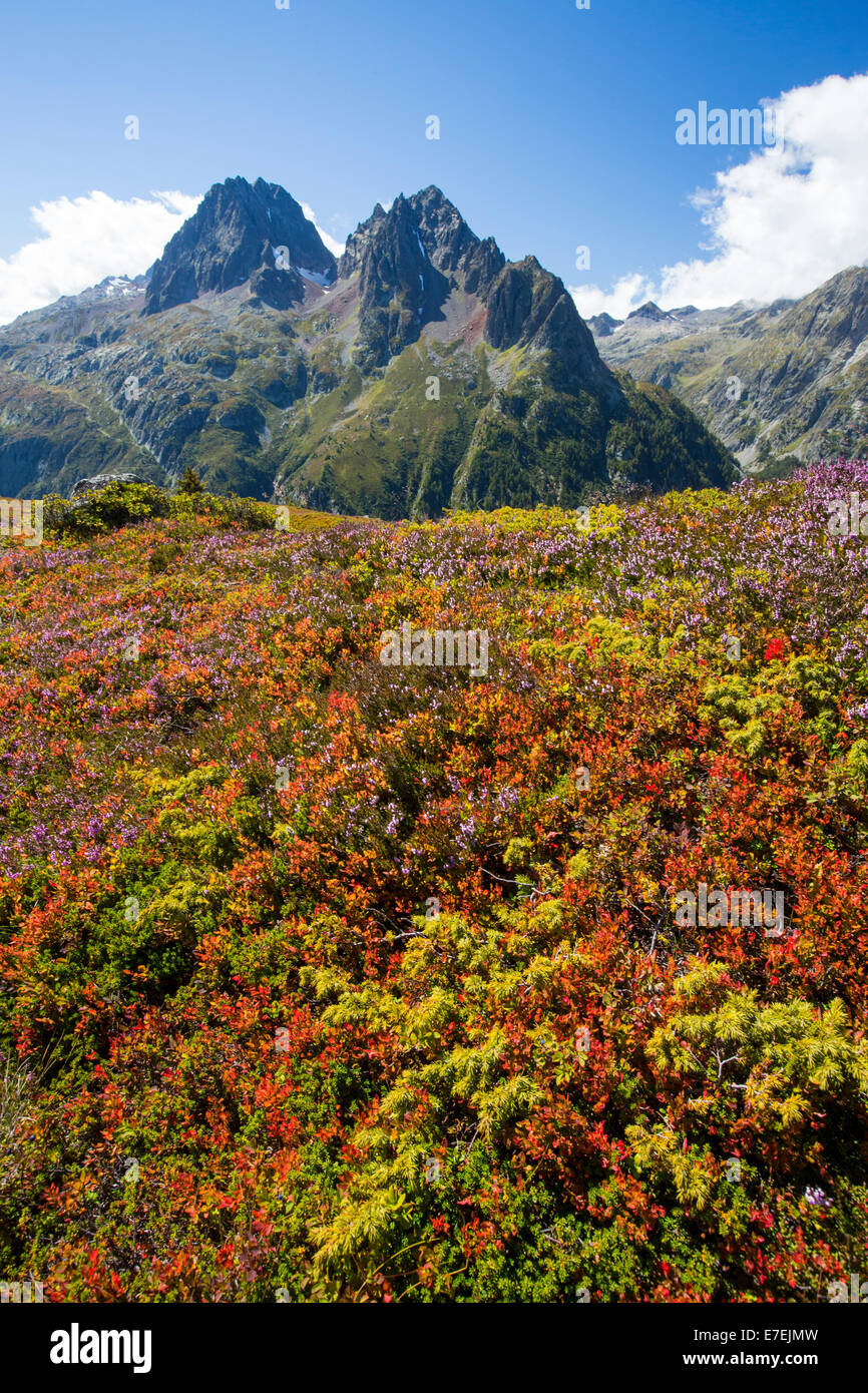 L'Aiguille Rouge spaziano dalla Aiguillette des Posettes con piante di mirtillo europeo la colorazione fino in tarda estate. Foto Stock