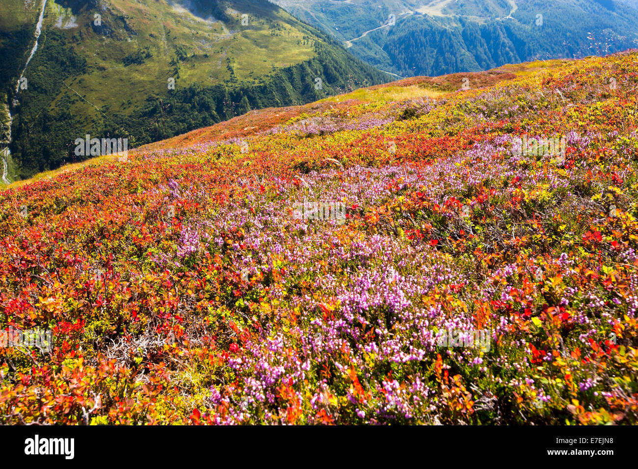 Il Mont Blanc spaziano dalla Aiguillette des Posettes con piante di mirtillo europeo la colorazione fino in tarda estate. Foto Stock