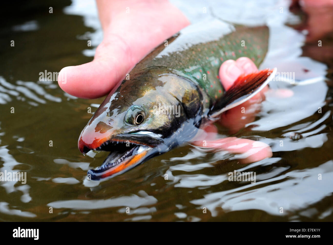 La deposizione delle uova Dolly Varden char pescato su Deep Creek sulla parte occidentale della penisola di Kenai in Alaska, settembre 2009. Che fluisce nella Insenatura Cook a nord di Omero, acque di Deep Creek e il fiume di ancoraggio host tardo autunno corre selvatiche di steelhead. Foto Stock