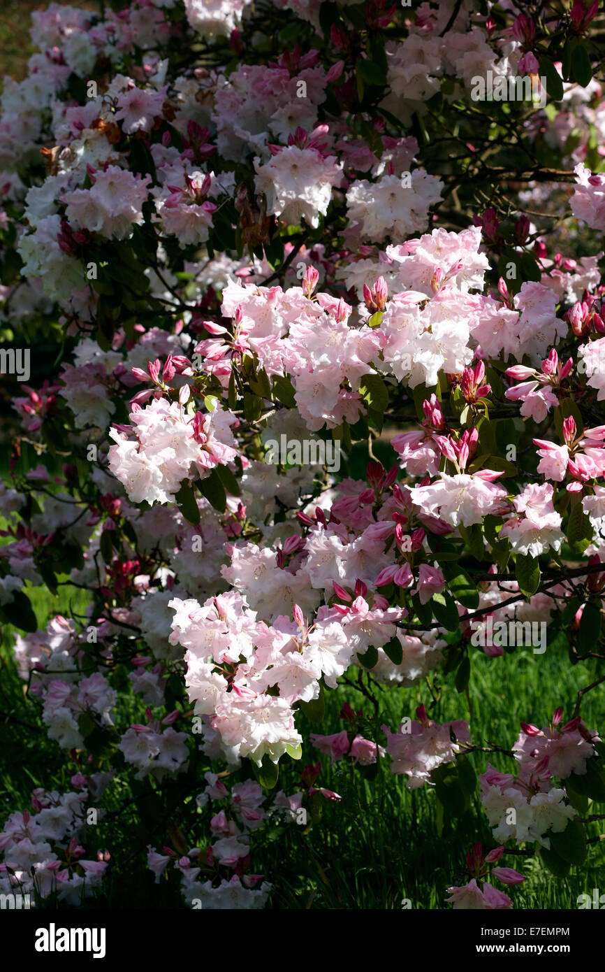Rhododendron 'Loderi King George' Foto Stock