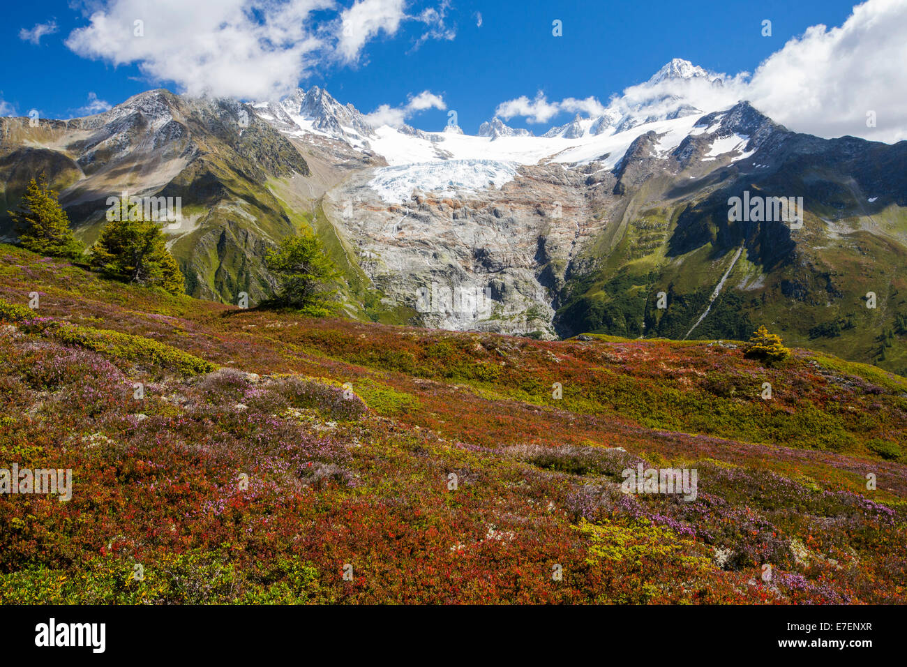 La Aiguillette des Posettes con piante di mirtillo europeo la colorazione fino in tarda estate, al di sopra di Chamonix, sulle Alpi francesi e il rapido ritirandosi Glacier du tour. Foto Stock