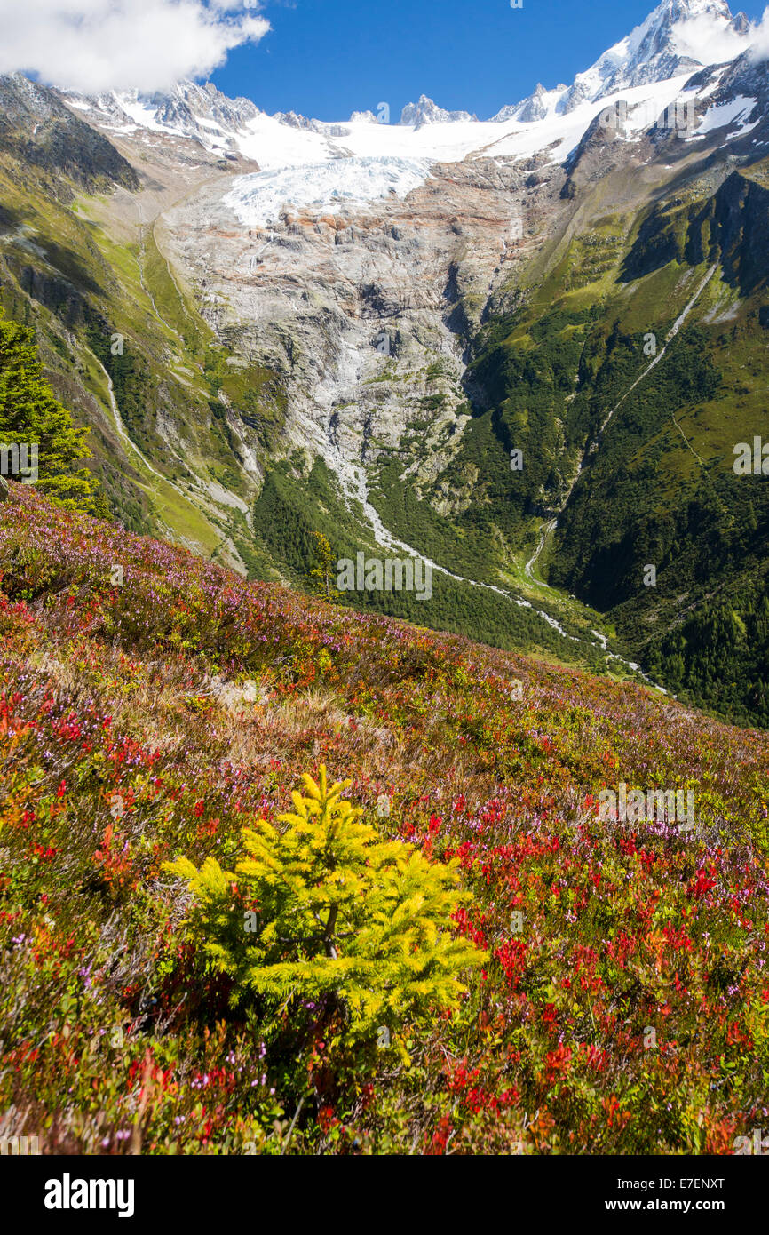 La Aiguillette des Posettes con piante di mirtillo europeo la colorazione fino in tarda estate, al di sopra di Chamonix, sulle Alpi francesi e il rapido ritirandosi Glacier du tour. Foto Stock