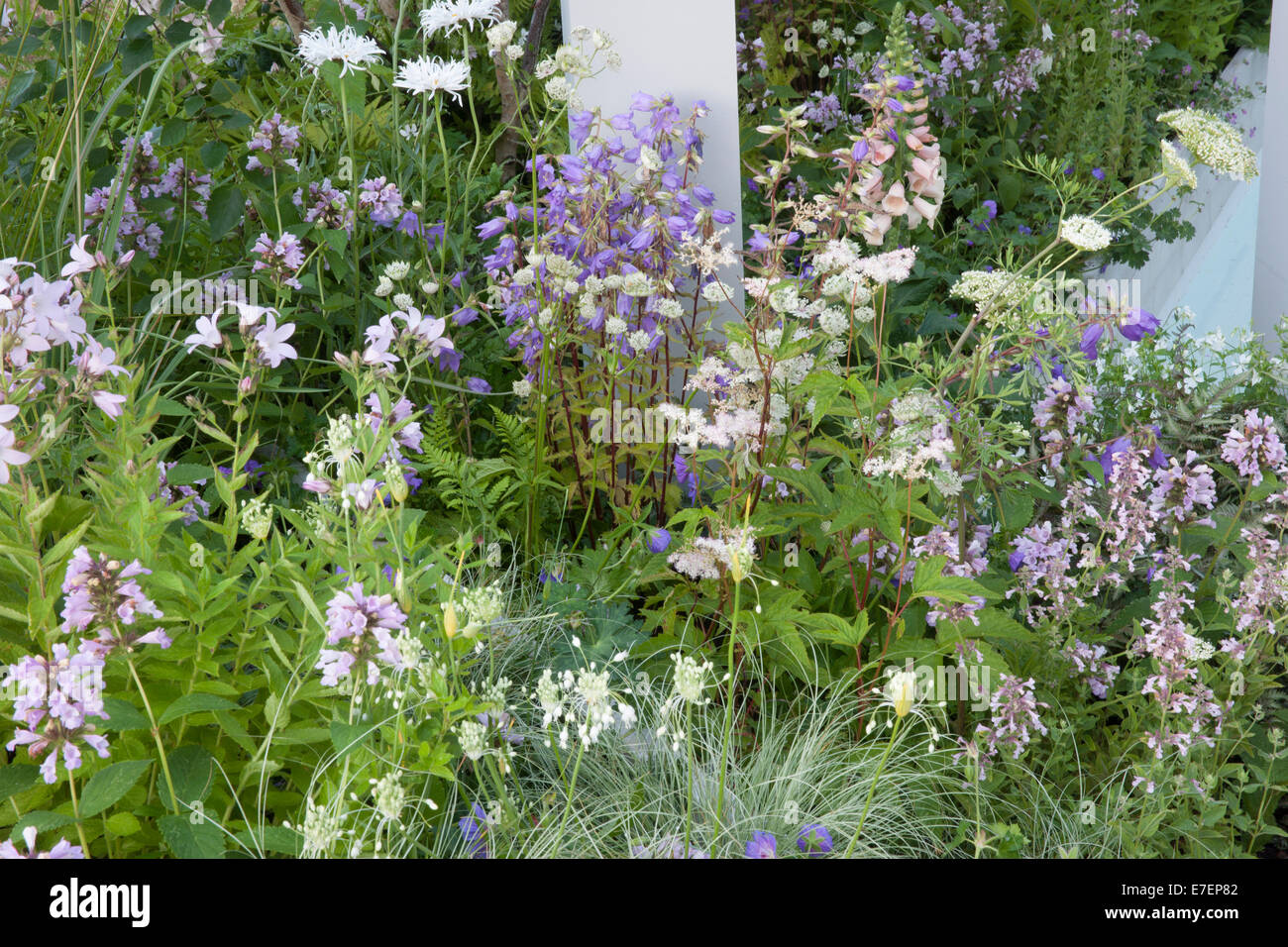 Un cottage inglese con giardino e letto di fiori con fiori di Astilbe Sprite e Geranium Rozanne che crescono in un confine del Regno Unito Foto Stock