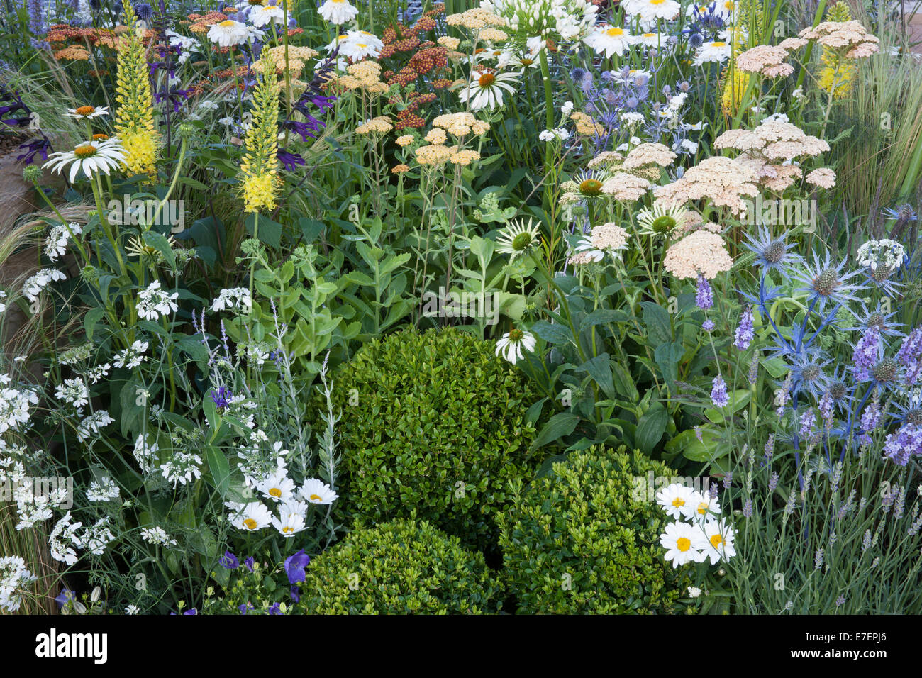 Un cottage inglese giardino confine fiorito con piantagioni di giardino Achillea Coronation Gold e Feuerland Terracotta Eryngium UK Foto Stock