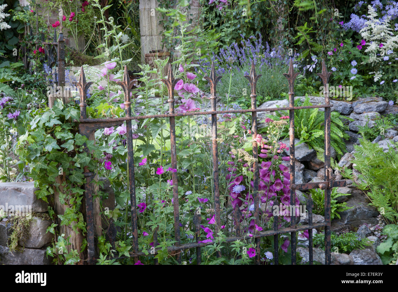 Giardino cottage inglese recinto rustico vecchio giardino arrugginito Folly - vista attraverso cancello di metallo con guantoni hollyhocks ivy UK Foto Stock
