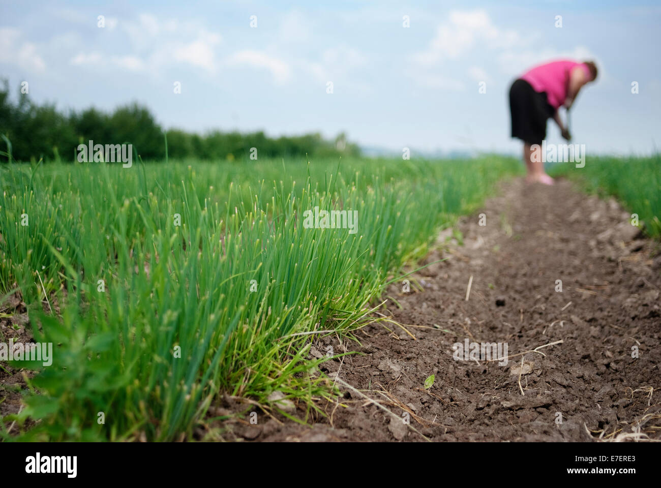 Femmina Senior agricoltore lavora sulla piantagione di erba cipollina. Agricoltura biologica. Foto Stock