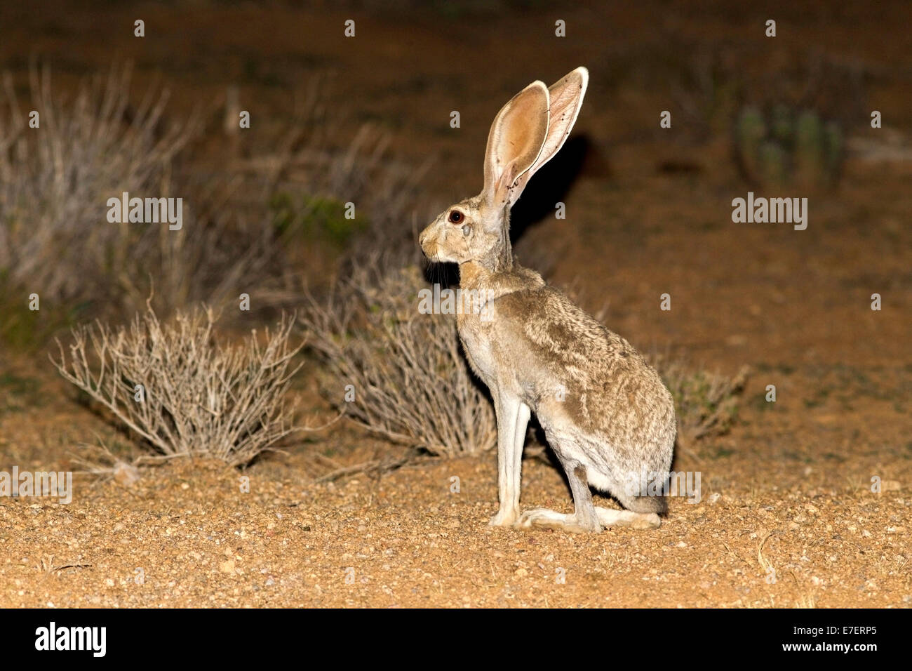 Antelope Jackrabbit Lepus alleni Tucson, Pimal County, Arizona, Stati Uniti 22 luglio adulto leporidi Foto Stock