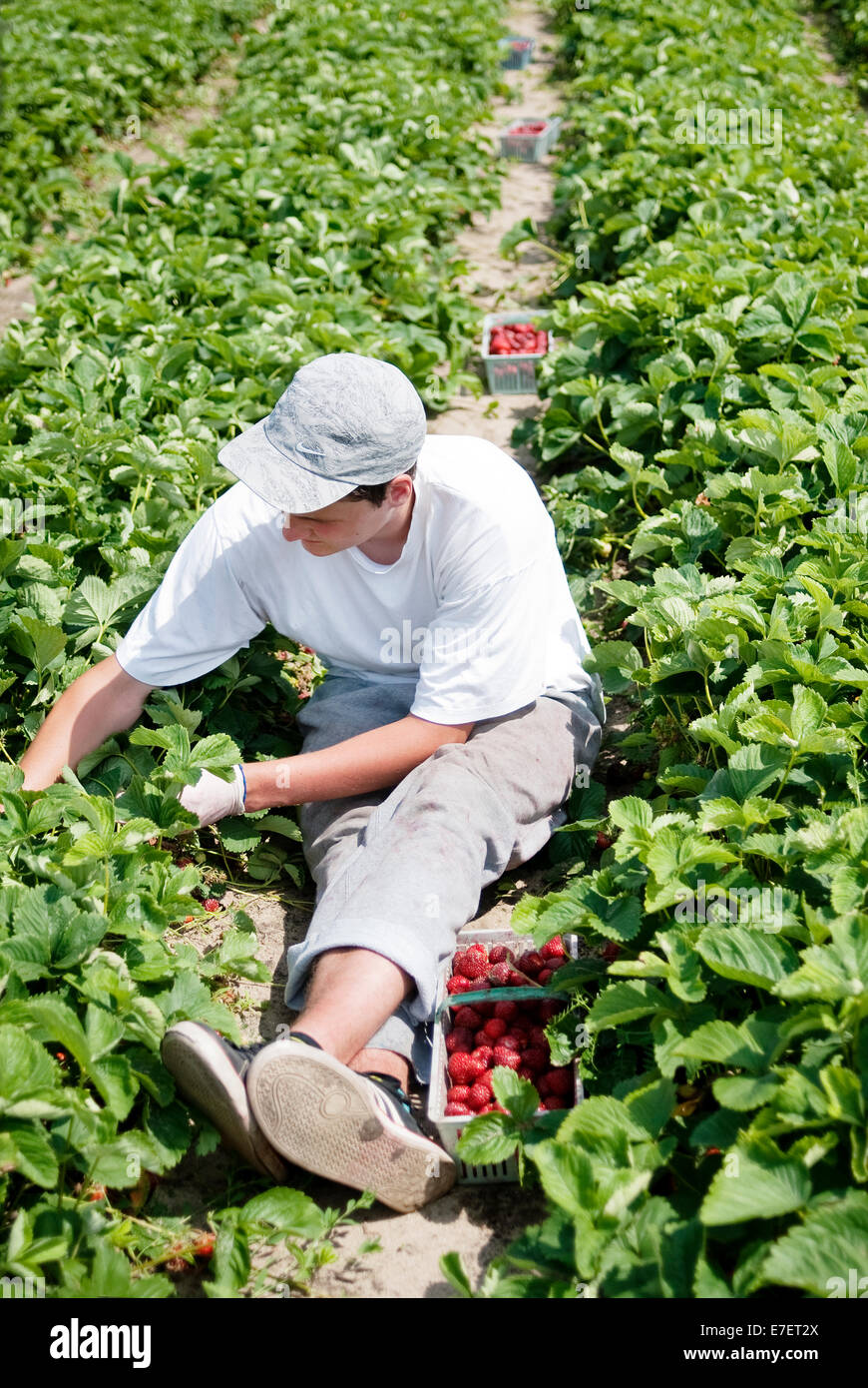 Giovane maschio agricoltore la raccolta di fragole sulla piantagione di organico durante il periodo del raccolto. Foto Stock