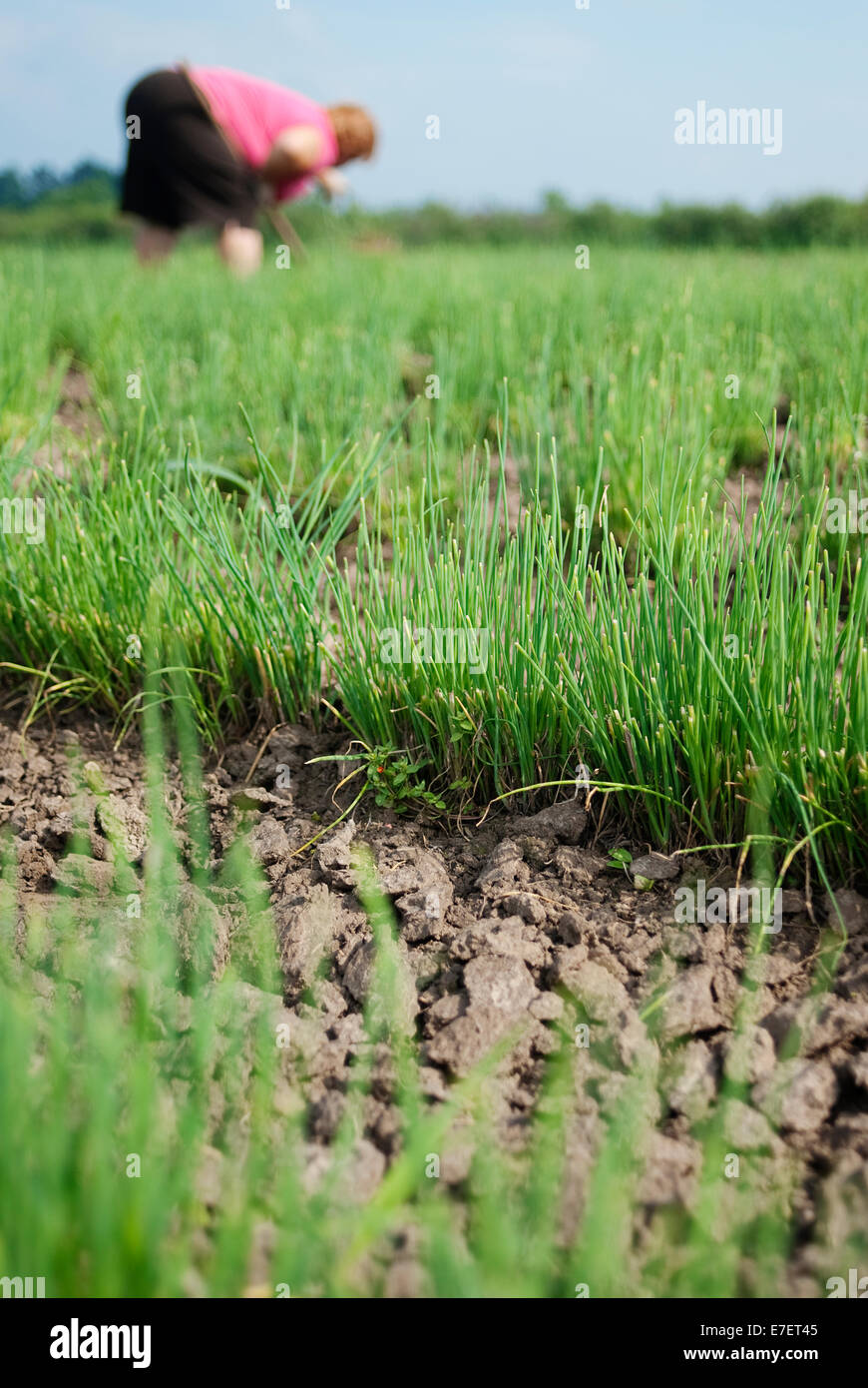 Femmina Senior agricoltore lavora sulla piantagione di erba cipollina. Agricoltura biologica. Foto Stock