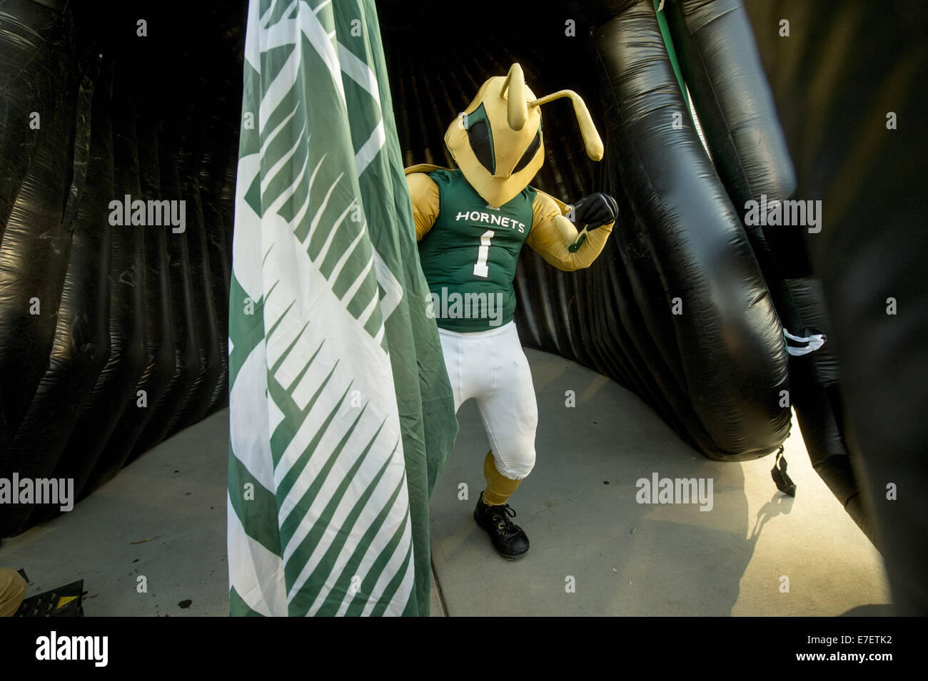 Sett. 13, 2014 - Sacramento, CA, Stati Uniti d'America - i calabroni mascotte attende il team prima della partita come il Sacramento membro calabroni ospiterà il Weber membro Wildcats a Hornet Stadium, sabato 13 settembre, 2014..Brian Baer/speciale per la Bee (credito Immagine: © Brian Baer/Sacramento Bee/ZUMA filo) Foto Stock