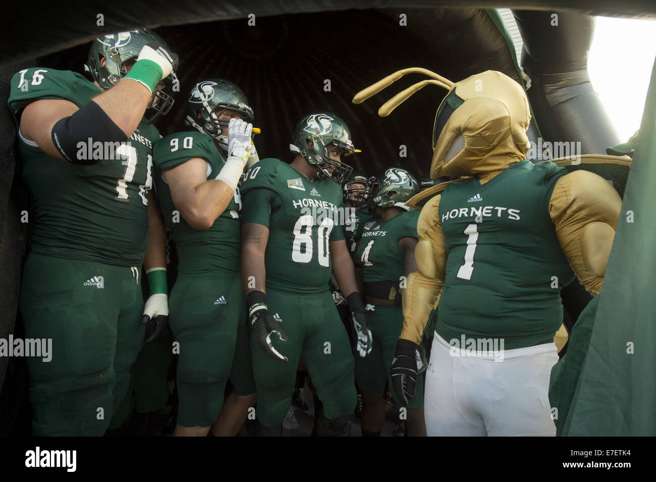 Sett. 13, 2014 - Sacramento, CA, Stati Uniti d'America - i calabroni mascotte si unisce al team prima del gioco come il Sacramento membro calabroni ospiterà il Weber membro Wildcats a Hornet Stadium, sabato 13 settembre, 2014..Brian Baer/speciale per la Bee (credito Immagine: © Brian Baer/Sacramento Bee/ZUMA filo) Foto Stock