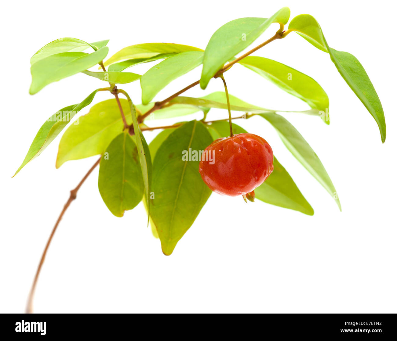 Frutto analgesico immagini e fotografie stock ad alta risoluzione - Alamy