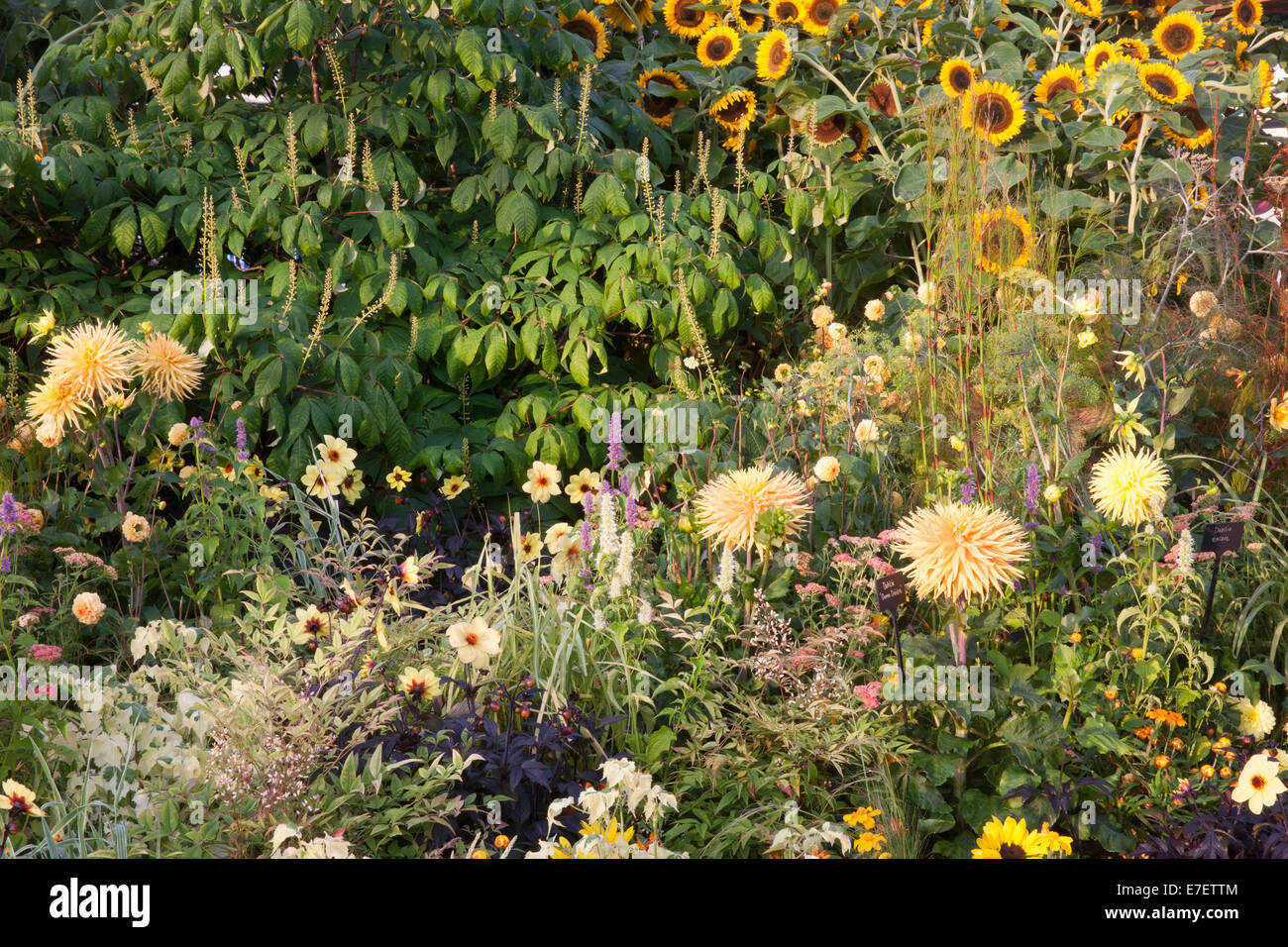 RHS Hampton Court Flower Show 2014 la Gran Bretagna in fiore giardino - Dahlia Dame Deidre e girasoli Foto Stock