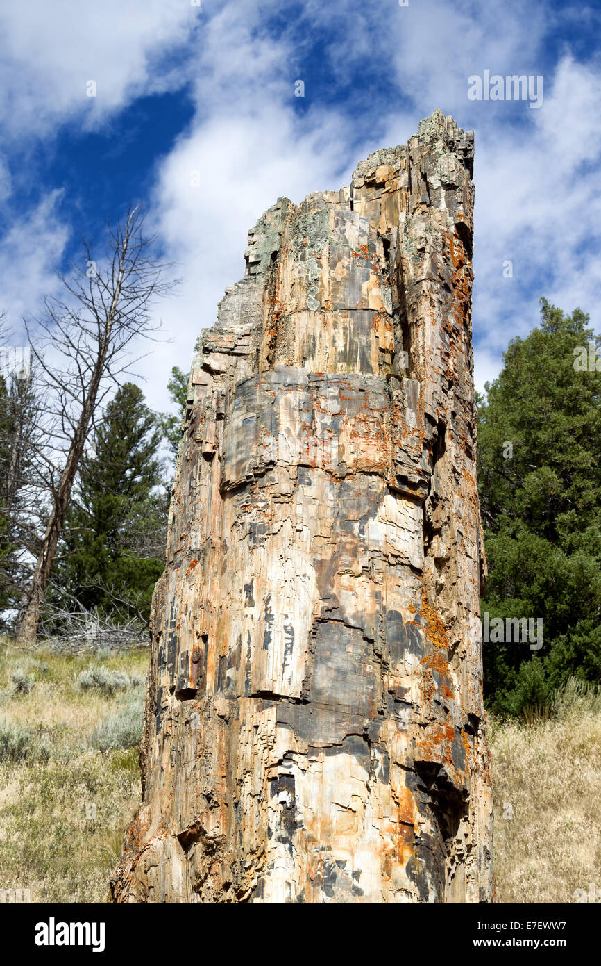 L'immagine verticale di un albero pietrificato residente nel Parco Nazionale di Yellowstone con cielo blu e nuvole Foto Stock