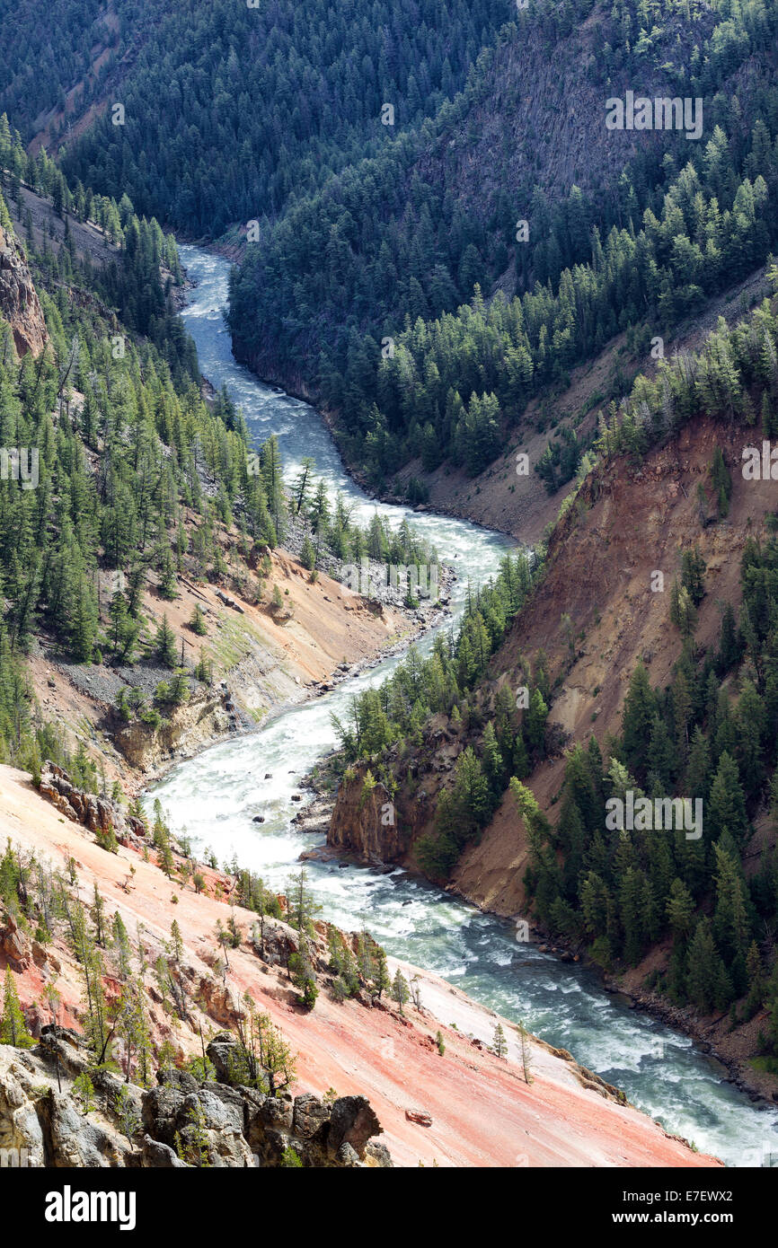 L'immagine verticale di Yellowstone fiume che scorre attraverso il canyon durante un giorno di estate circondata da alberi di pino Foto Stock