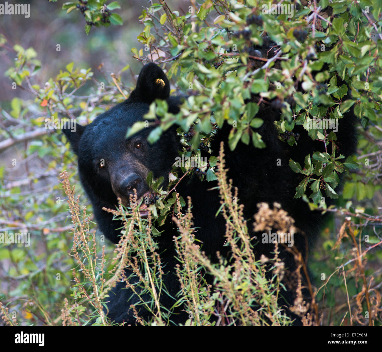 Black Bear felicemente festa su di un grande gruppo di bacche. Foto Stock