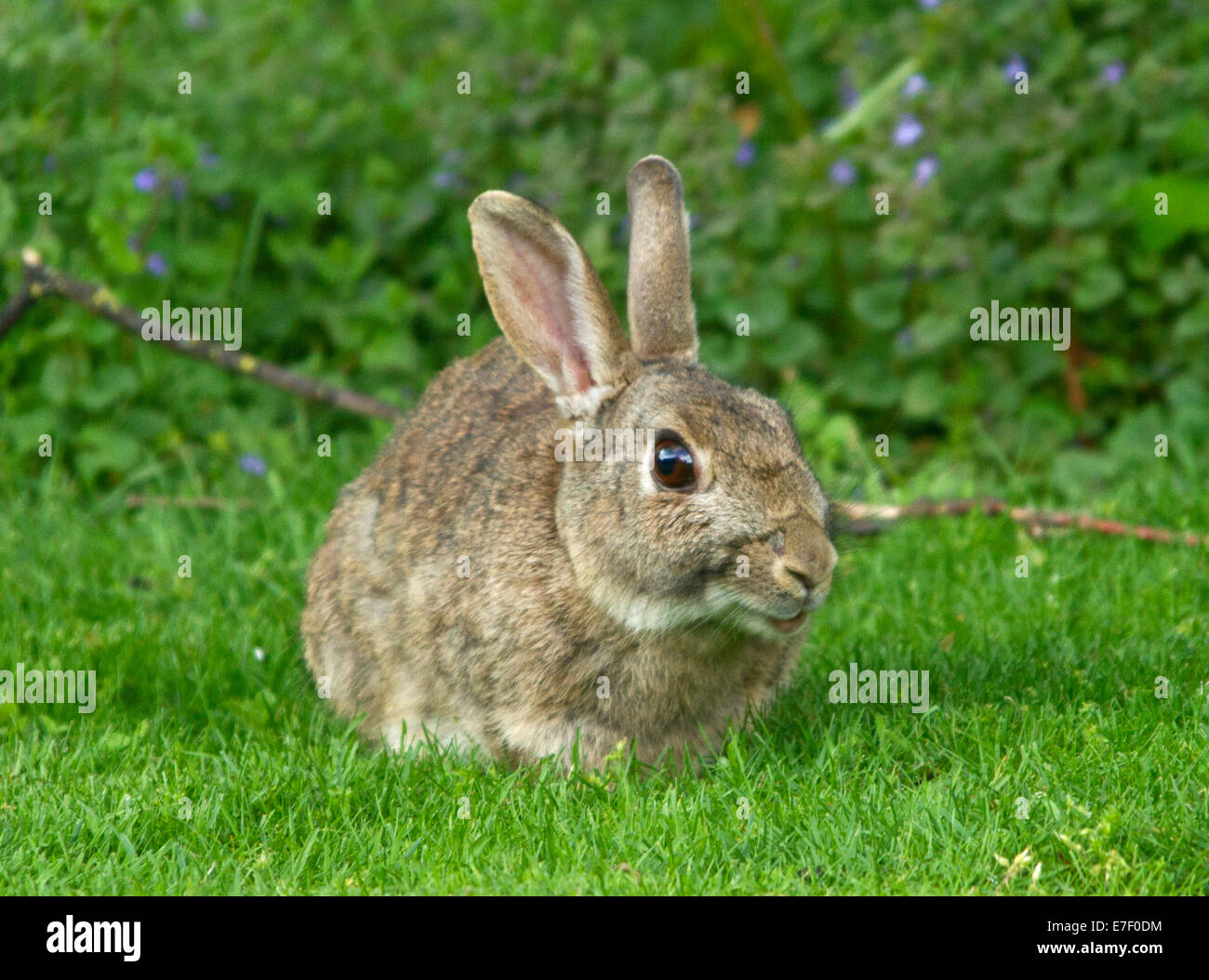 Coniglio selvatico sul prato verde con fiori selvatici in background Foto Stock