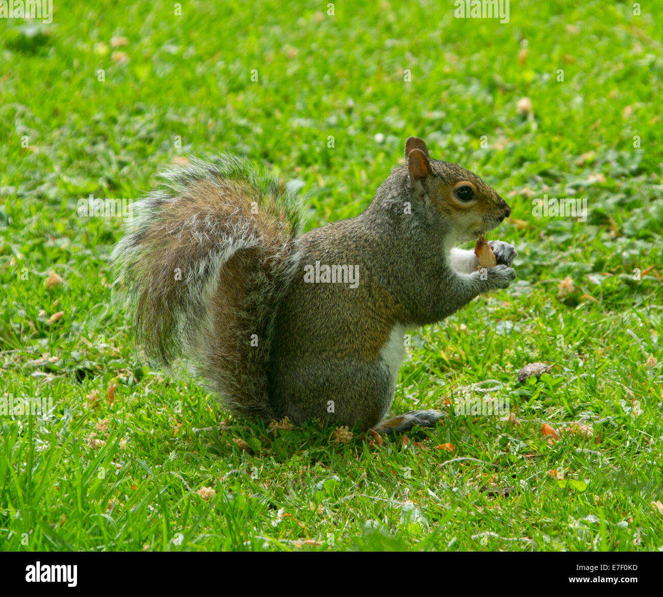 Orientale scoiattolo grigio, Sciurus carolinensis, una specie introdotta, mangiando un seme in un parco nella città di Chester Inghilterra England Foto Stock