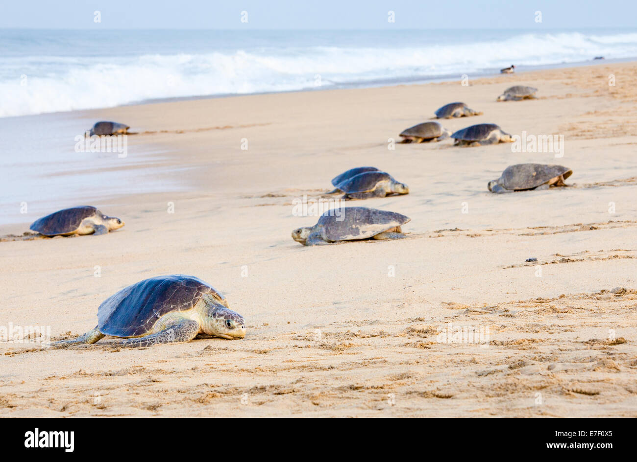 Adulto Olive Ridley le tartarughe vengono a riva per deporre le uova sulla spiaggia di Ixtapilla, Michoacan, Messico. Foto Stock