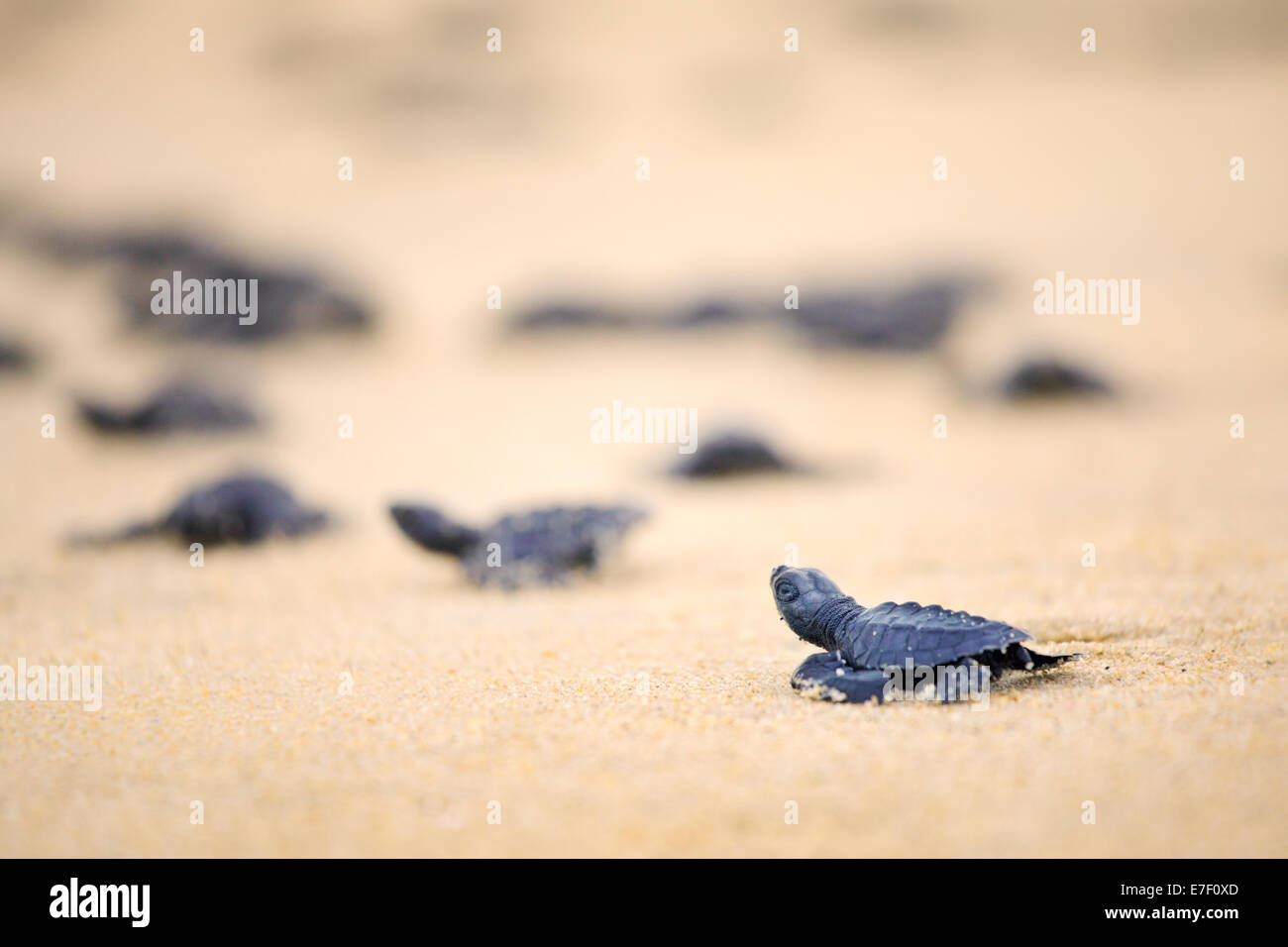 Appena schiuse Olive Ridley tartarughe di mare testa fuori all'Oceano Pacifico sulla Ixtapilla, Michoacan spiaggia in Messico. Foto Stock