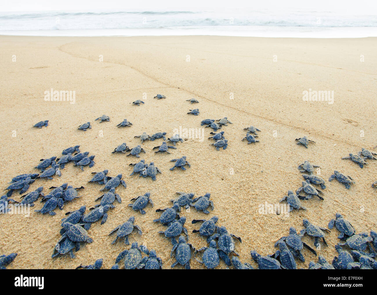 Appena schiuse Olive Ridley tartarughe di mare testa fuori all'Oceano Pacifico sulla Ixtapilla, Michoacan spiaggia in Messico Foto Stock