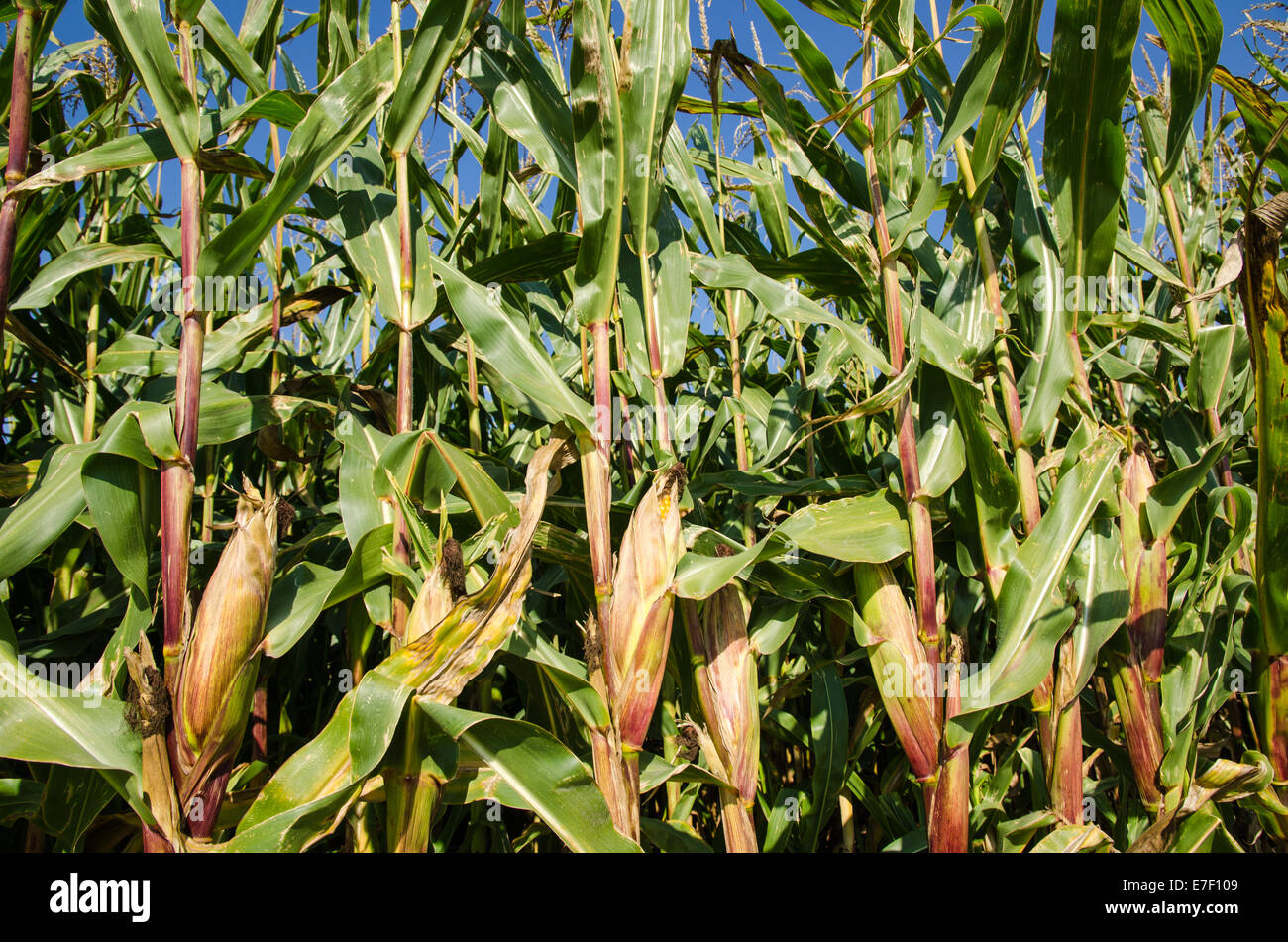 La coltivazione di piante con quasi mature e orecchie di mais in un campo di mais Foto Stock