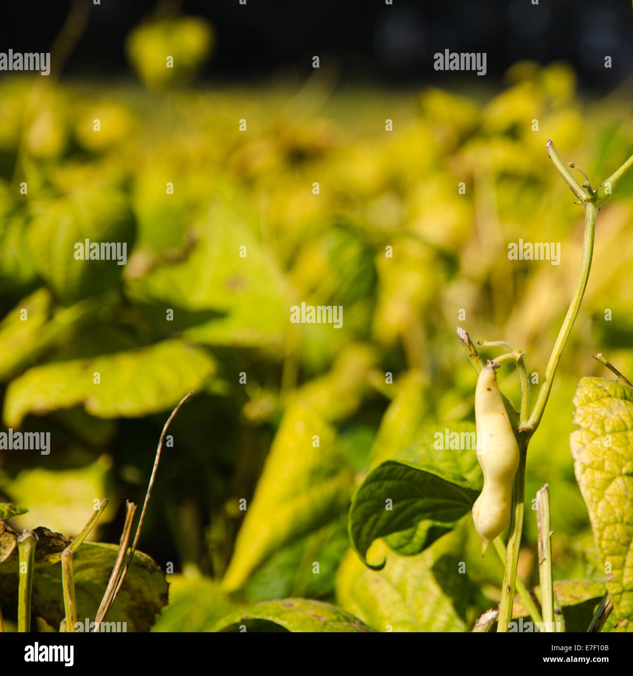 Primo piano della quasi mature e marrone in crescita i fagioli in un campo Foto Stock