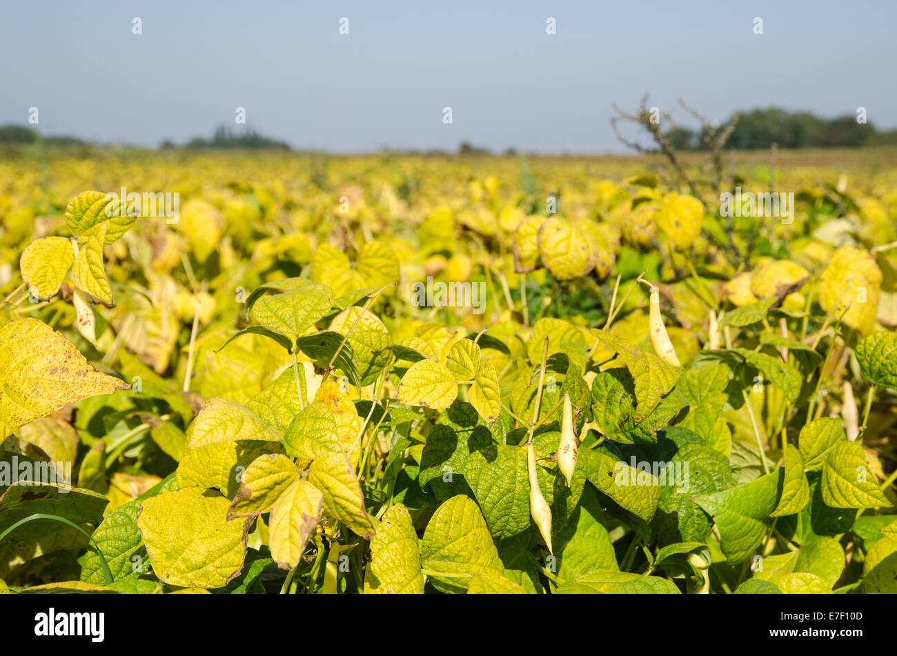 Dettaglio da un campo quasi mature crescente fagioli marrone Foto Stock