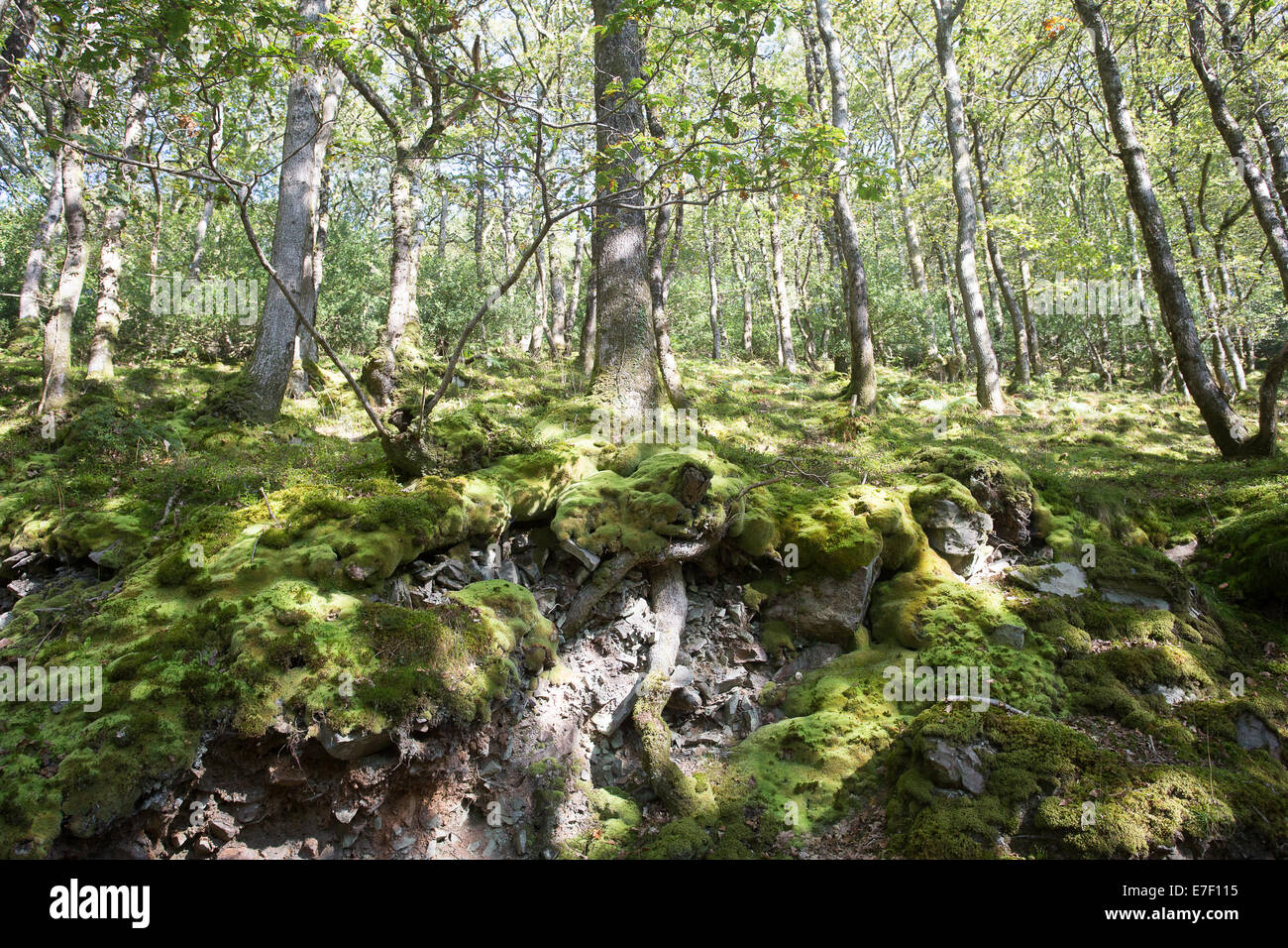 Valle di alberi secolari e foresta pezzata rami foglie Foto Stock