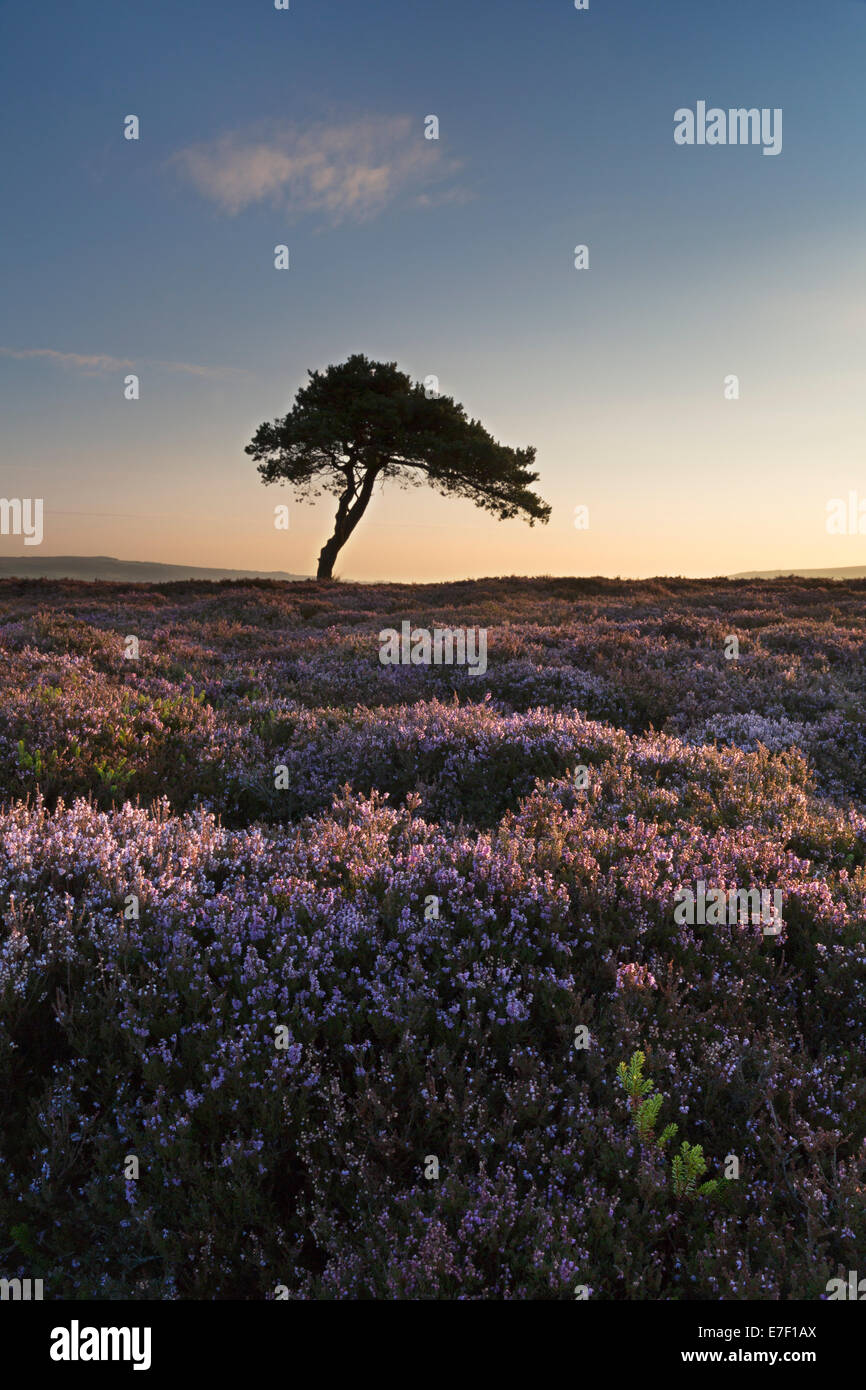 Un lone tree si erge circondato da heather su Egton Moor, North Yorkshire Moors, Inghilterra. Foto Stock