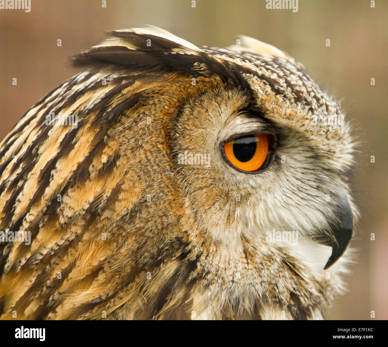 Close up del viso e gli occhi di British gufo reale, Bubo bubo, al mondo Owl Centro, Muncaster Castle vicino Ravenglass Cumbria Inghilterra England Foto Stock