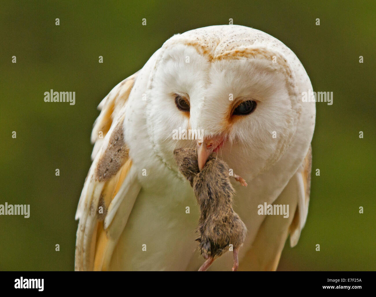 Petto bianco barbagianni, Tyto alba, con mouse a becco di civetta World Center a Muncaster Castle vicino Ravenglass,Cumbria, Inghilterra Foto Stock