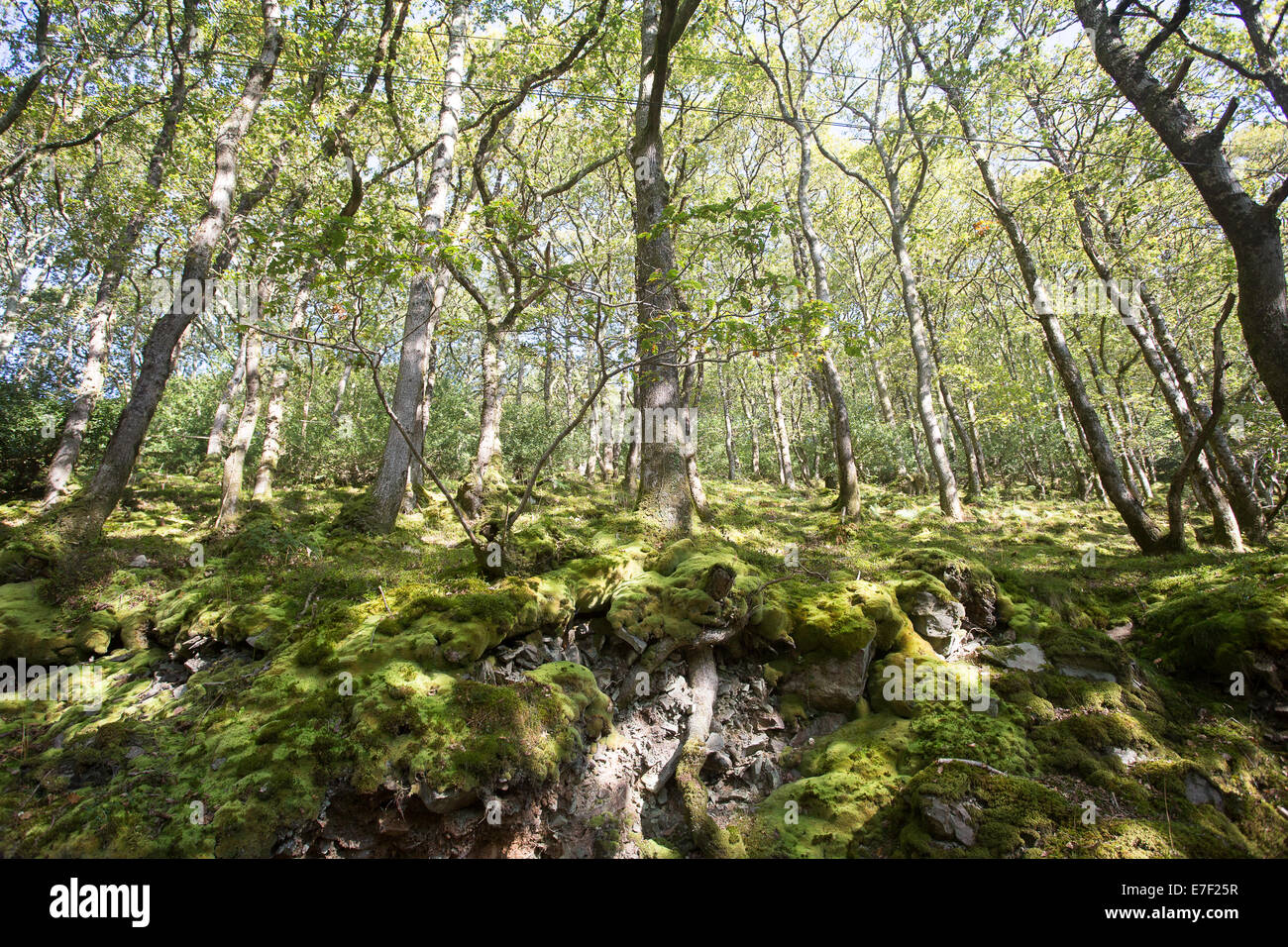 Valle di alberi secolari e foresta pezzata rami foglie Foto Stock