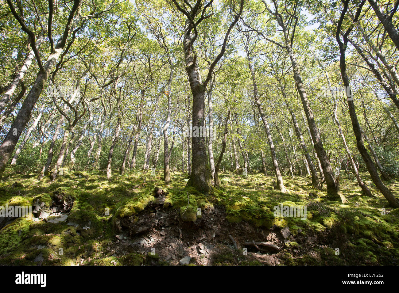 Valle di alberi secolari e foresta pezzata rami foglie Foto Stock