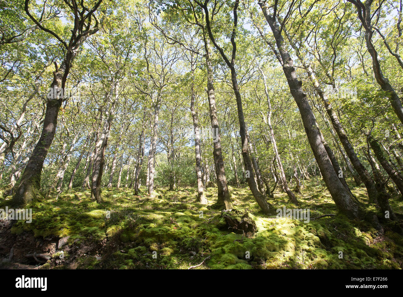 Valle di alberi secolari e foresta pezzata rami foglie Foto Stock