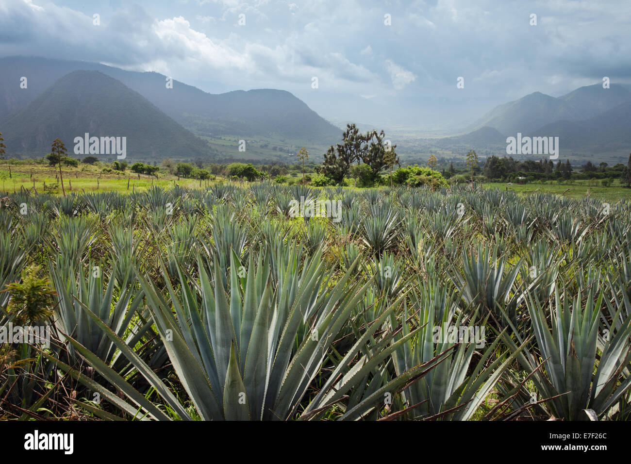 Campo di agave azzurra cactus vicino alla valle di Tuxpan, Michoacan, Messico. Foto Stock