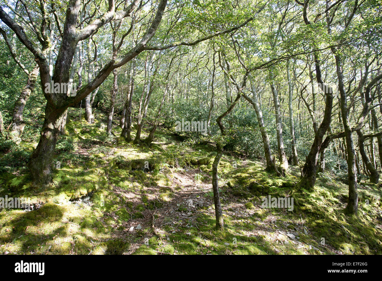 Valle di alberi secolari e foresta pezzata rami foglie Foto Stock