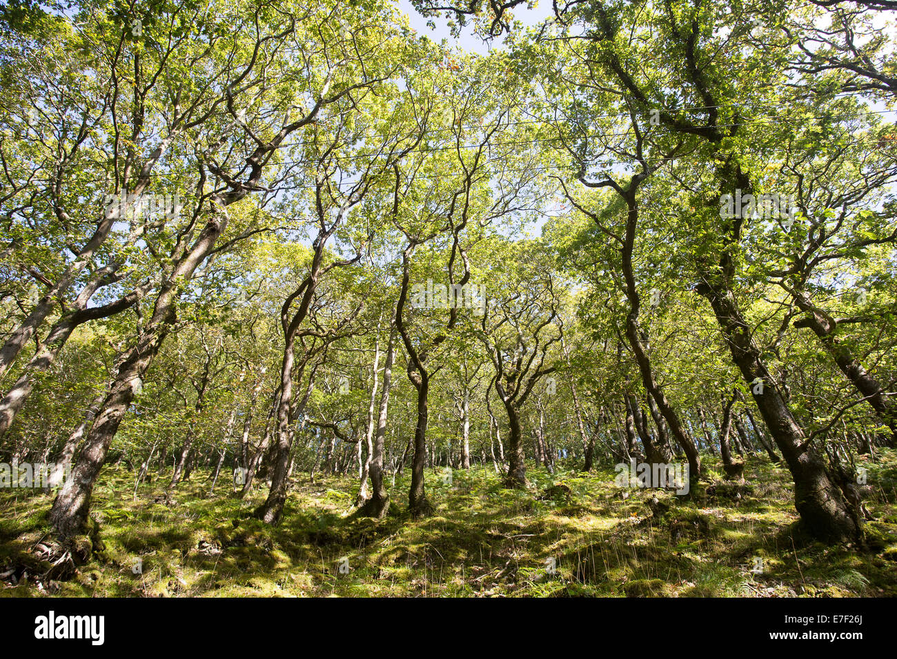 Valle di alberi secolari e foresta pezzata rami foglie Foto Stock
