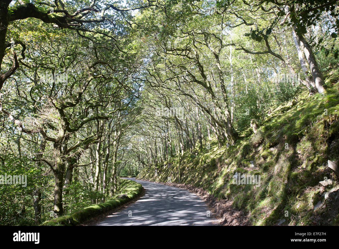 Valle di alberi secolari e foresta pezzata rami foglie Foto Stock