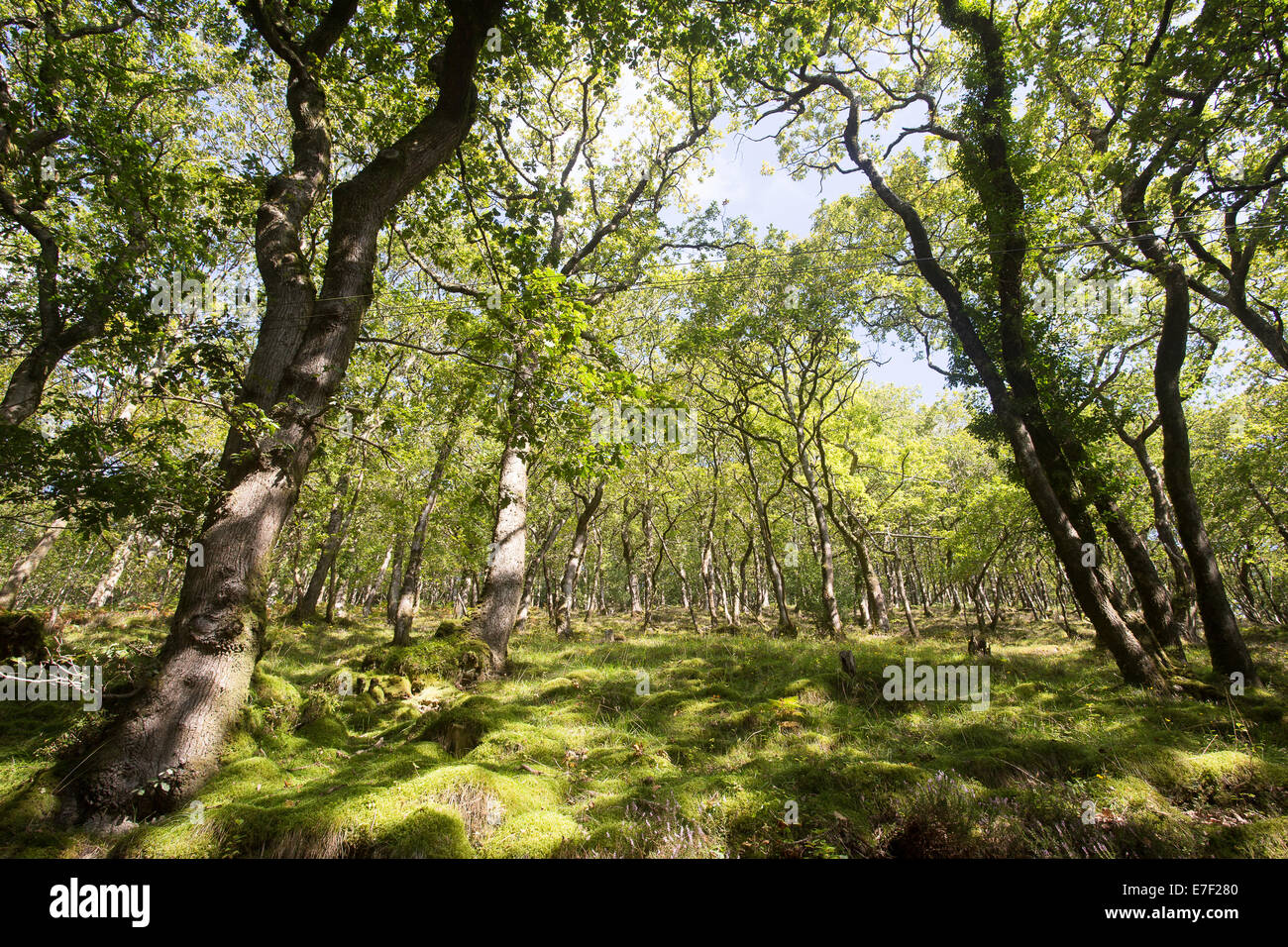 Valle di alberi secolari e foresta pezzata rami foglie Foto Stock