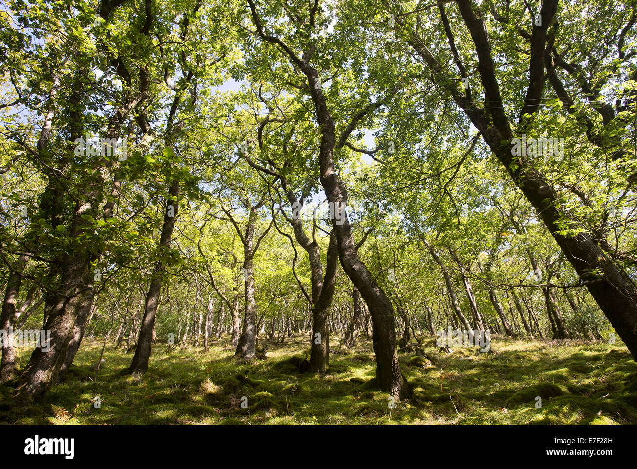 Valle di alberi secolari e foresta pezzata rami foglie Foto Stock