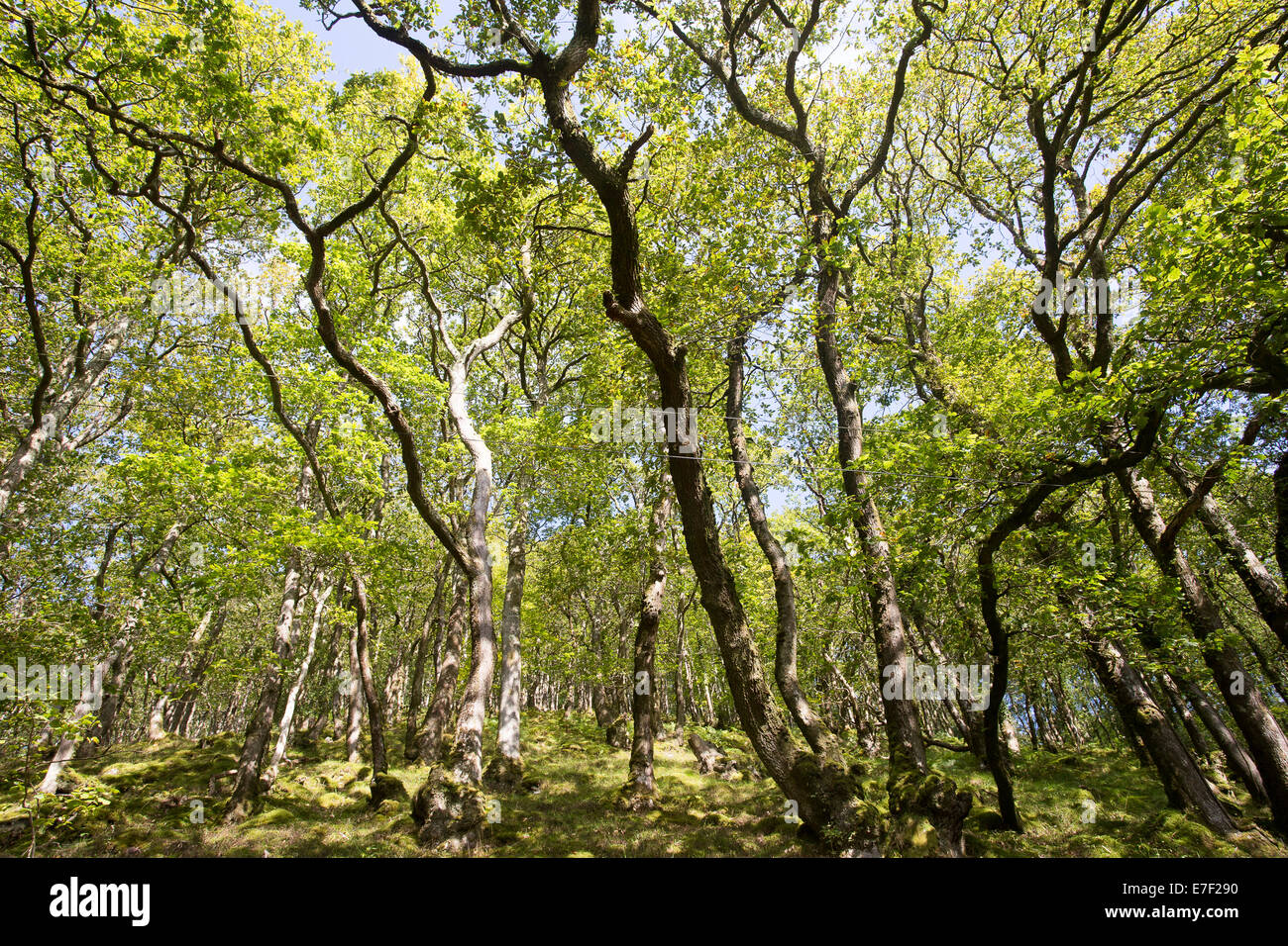 Valle di alberi secolari e foresta pezzata rami foglie Foto Stock