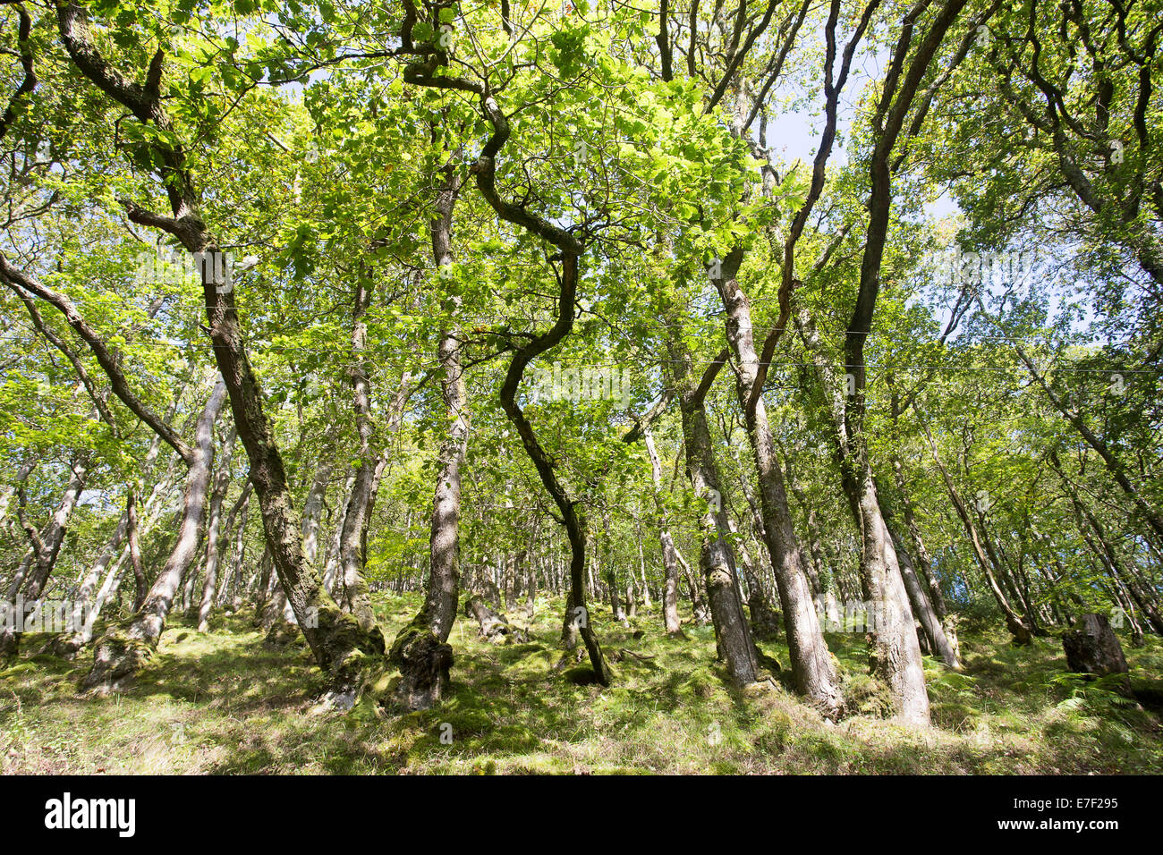 Valle di alberi secolari e foresta pezzata rami foglie Foto Stock