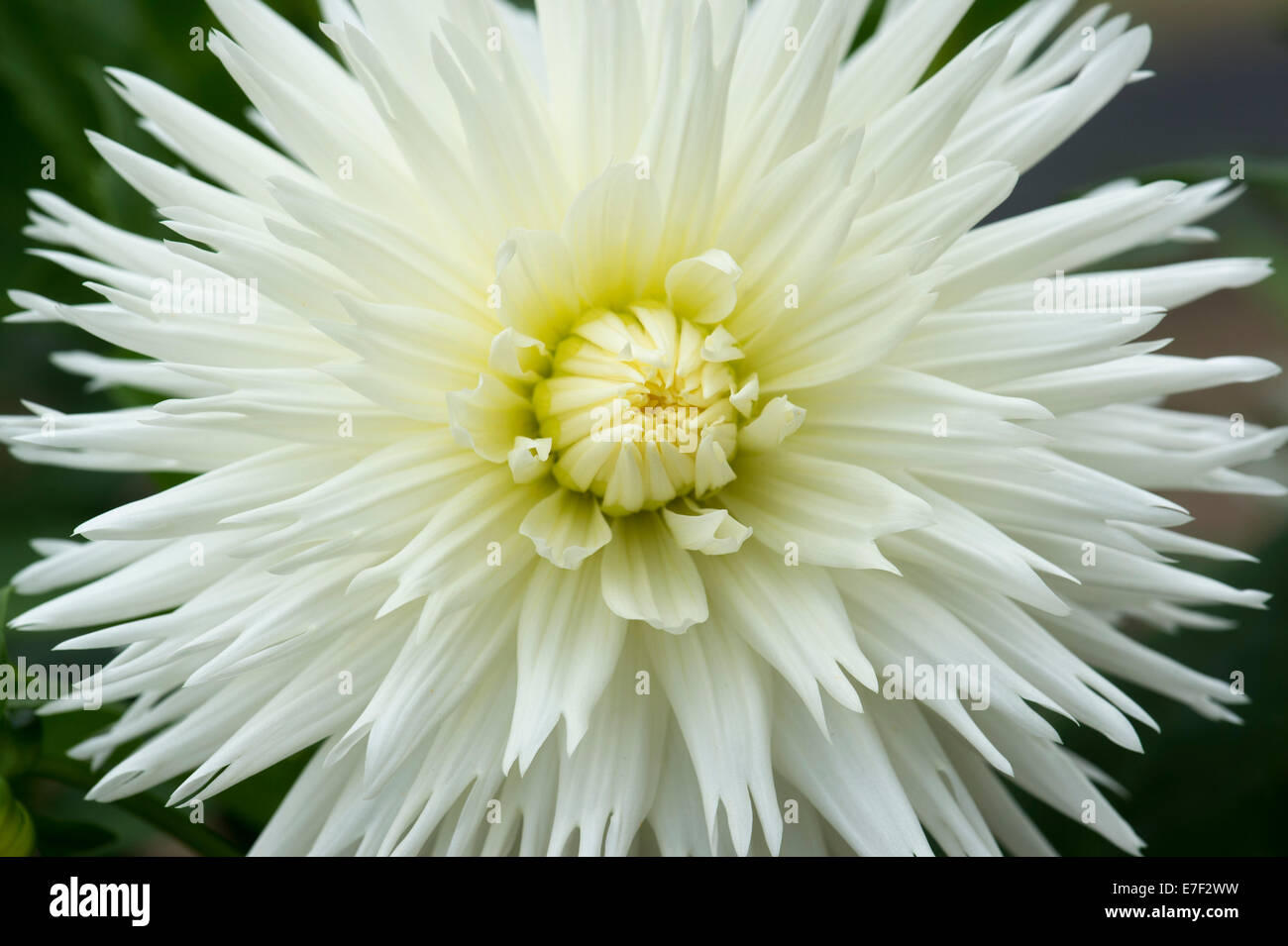 Dahlia 'white lace" . Di medie dimensioni Fimbriated Fiore Dahlia Foto Stock