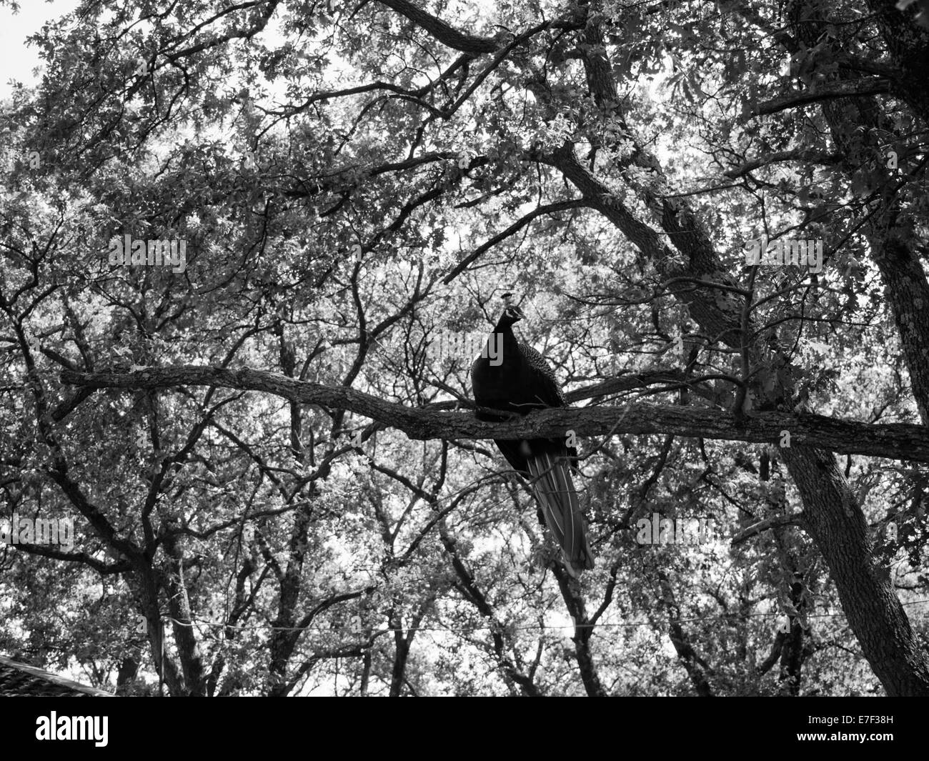 Peafowl ubicazione su un ramo Peafowl (sp). Foto Stock