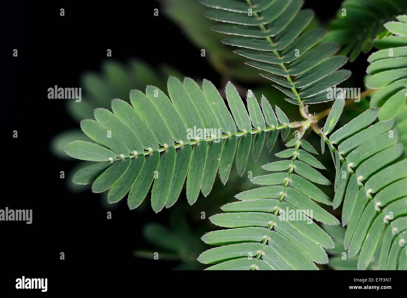 Mimosa, Shameplant o sensibili (Pianta Mimosa pudica) foglie, originario del Sud America Foto Stock