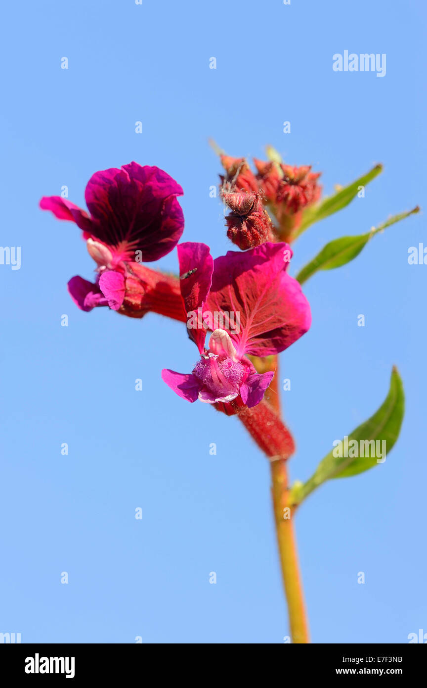 Lo spunto da fermi o Waxweed (Cuphea Cuphea procumbens), fiore, originario del Sud America Foto Stock