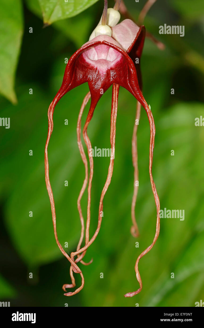 Birthwort, Pipevine o olandese il tubo (Aristolochia tricaudata), fioritura, nativo di Messico Foto Stock