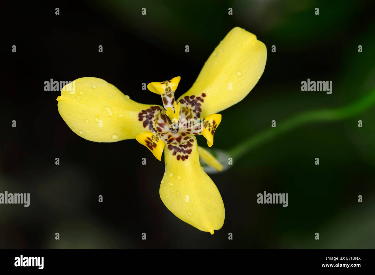 Martinica Trimezia o giallo Iris a piedi (Trimezia martinicensis), fiore, originario del Sud America Foto Stock
