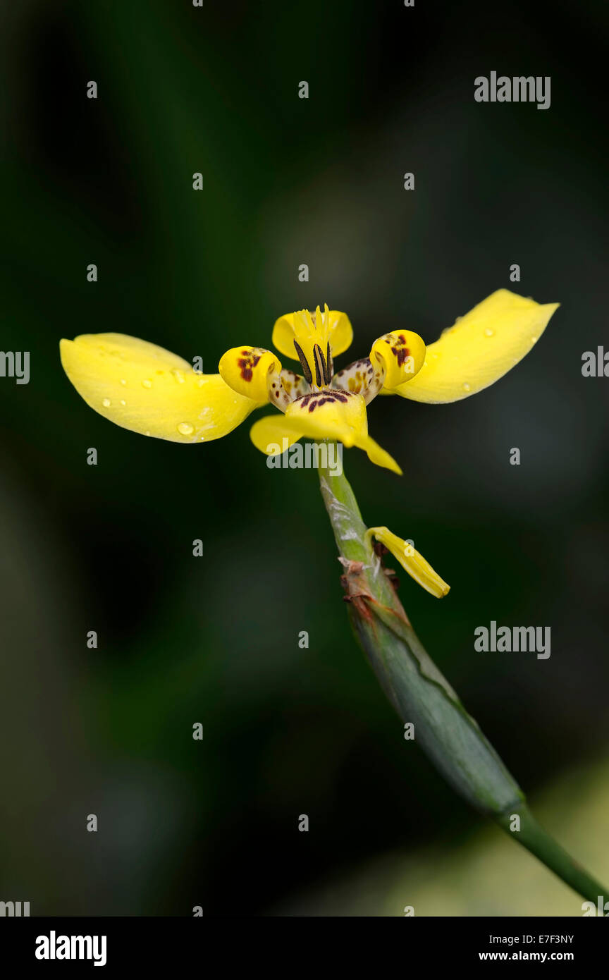 Martinica Trimezia o giallo Iris a piedi (Trimezia martinicensis), fiore, originario del Sud America Foto Stock